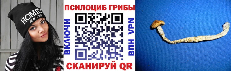 хочу   Анива  Галлюциногенные грибы Psilocybine cubensis 